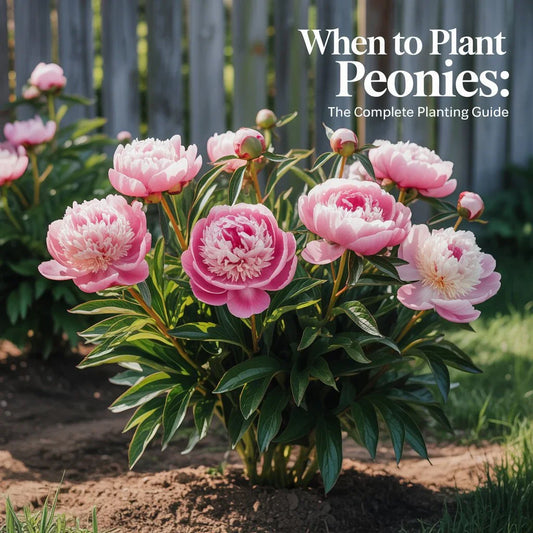 Planting peonies in rich soil with proper depth and sunlight for lush, vibrant blooms in spring and summer gardens.