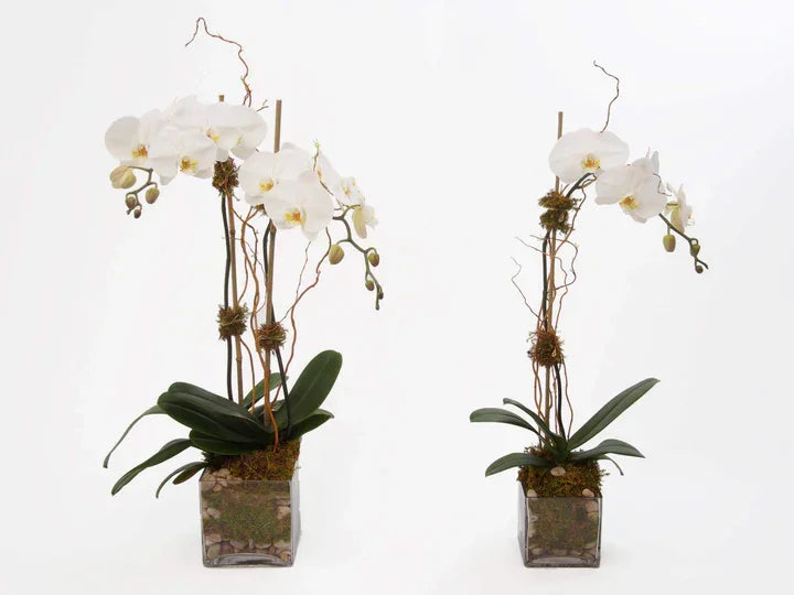 Orchids in Clear Glass - Black Petals