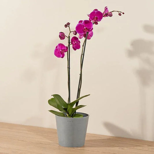 Orchid Harvest by Hand - Black Petals