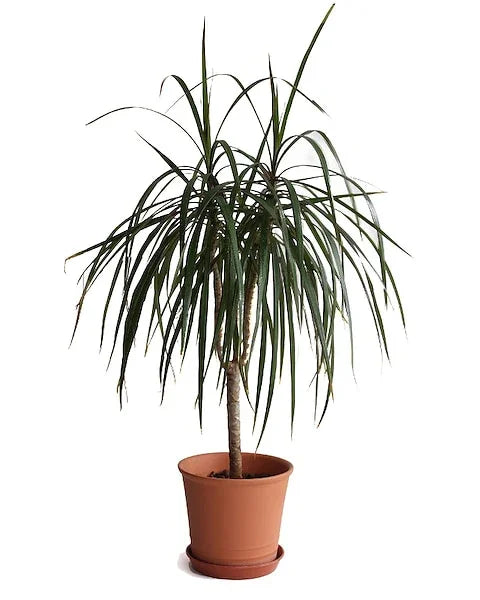 Dracaena “Marginata” Dragon Tree - Black Petals