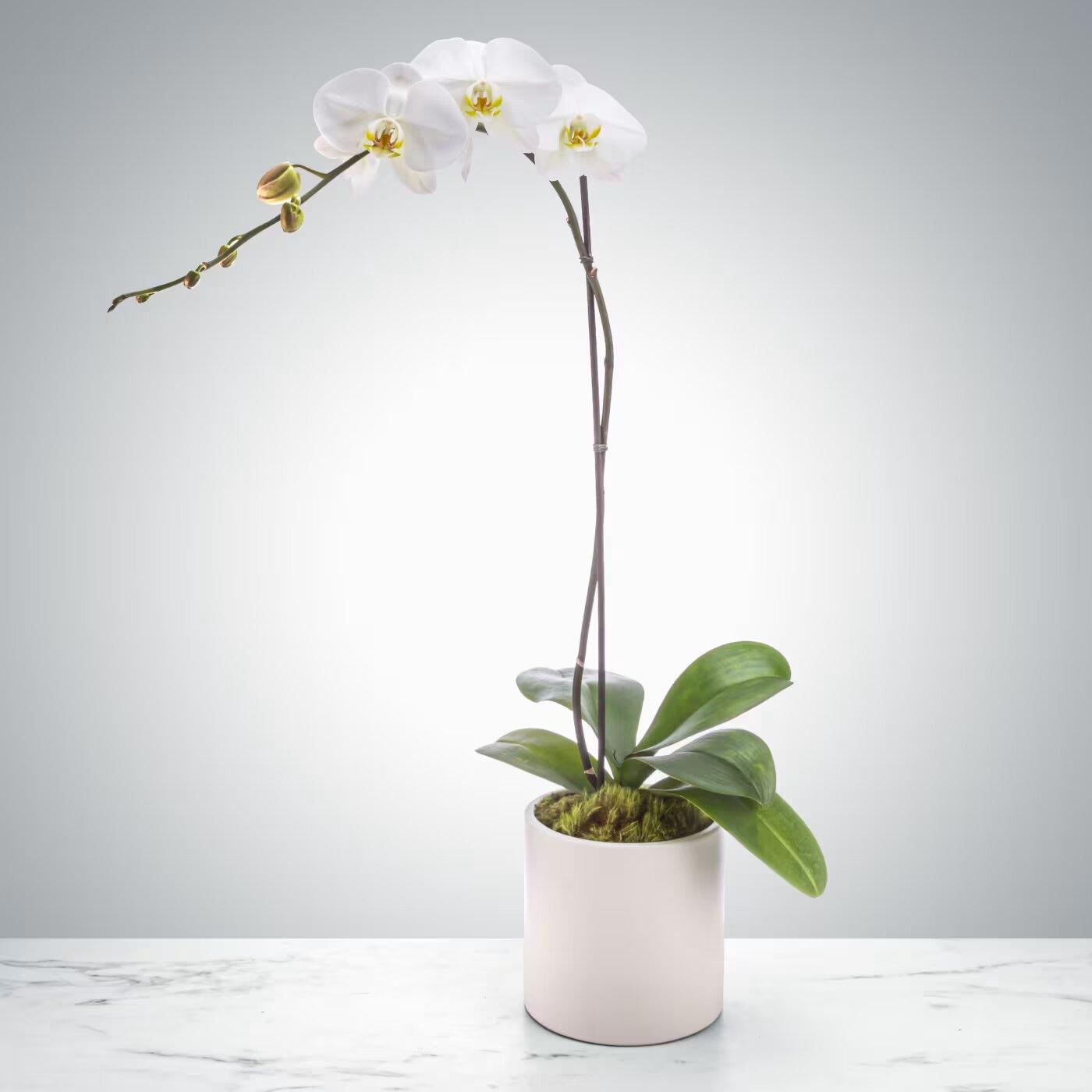 Single Stem Orchid by Black Petals - Black Petals