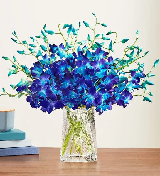 Ocean Breeze Orchids - Black Petals
