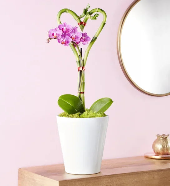 Sweetheart Bamboo and Orchid Garden - Black Petals