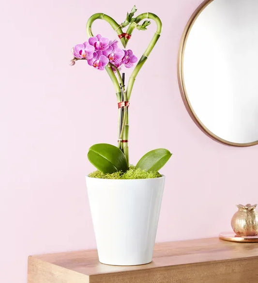 Sweetheart Bamboo and Orchid Garden - Black Petals