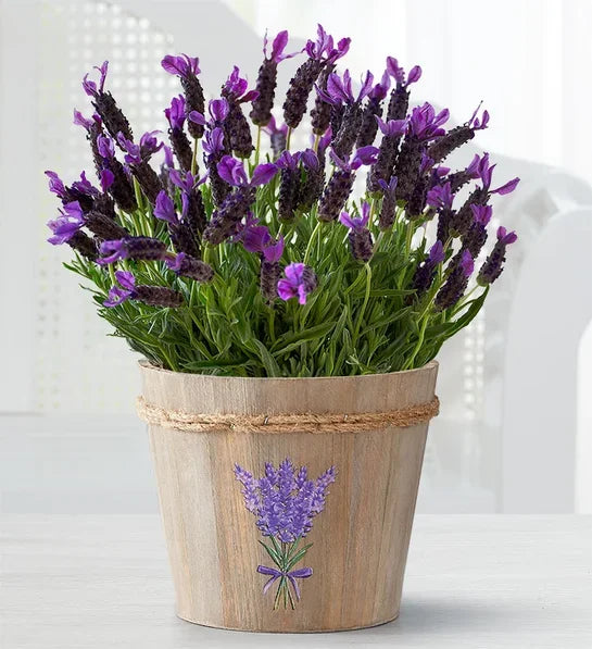 Lovely Lavender Plant - Black Petals