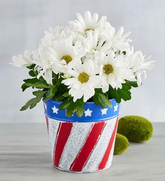 Patriotic Daisy Mum - Black Petals
