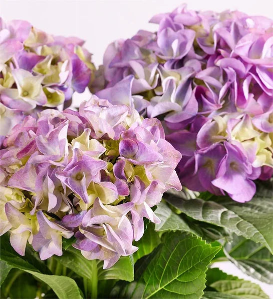 Blissful Blooming Hydrangea - Black Petals