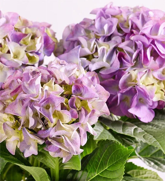 Blissful Blooming Hydrangea - Black Petals