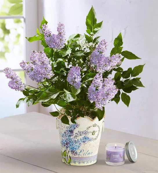 Fragrant Lilac Plant - Black Petals