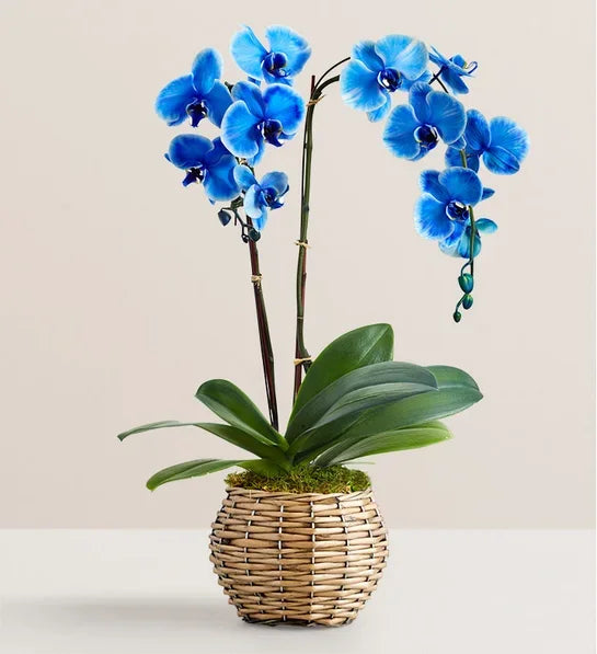 Beautiful Blue Phalaenopsis Orchid - Black Petals