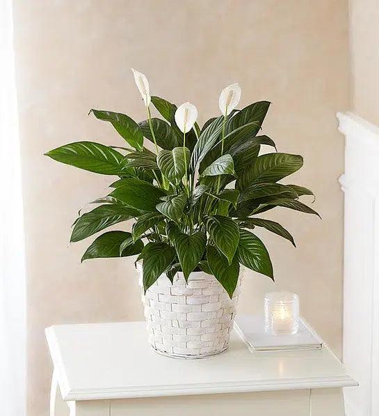 black peace lily leaves Peace Lily Sympathy Plant NYC Delivery – Black Petals