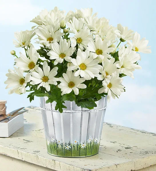 Happy Daisy - Black Petals