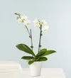Double White Orchid Plant - Black Petals