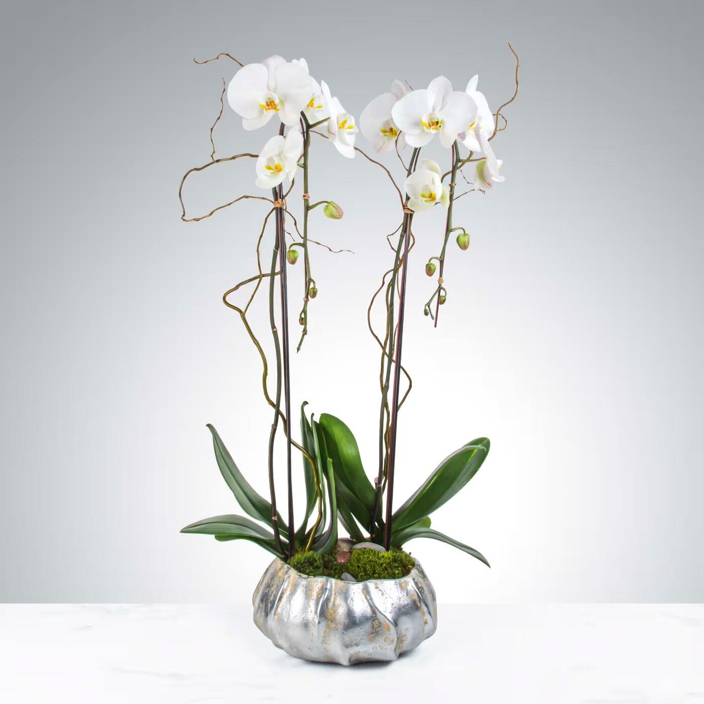 Two Stem Orchid Planter by Black Petals - Black Petals