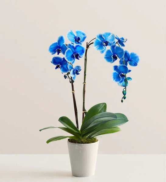 Double Blue Orchid Plant - Black Petals