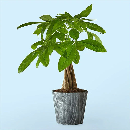 Lucky Day Money Tree - Black Petals