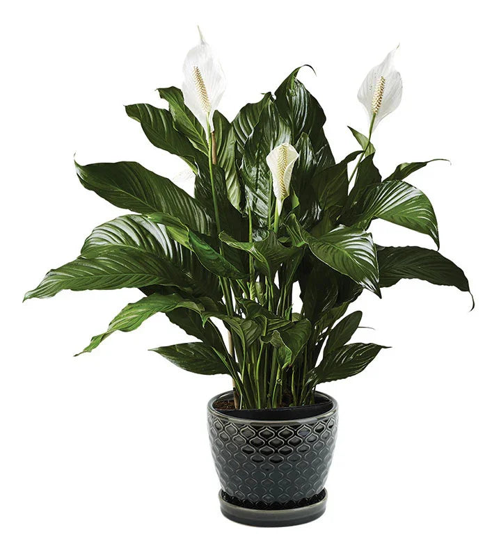 peace lily going black Peaceful White Garden – NYC Home Plant Decor – Black Petals