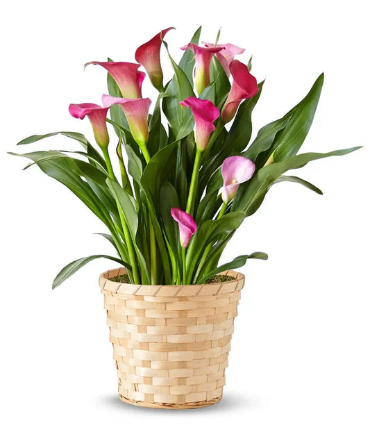 Perfectly Purple Calla Lily Plant - Black Petals