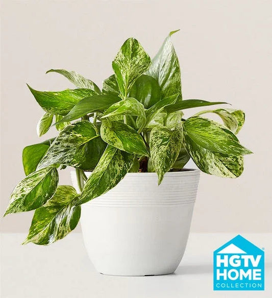 Devil’s Ivy - Black Petals