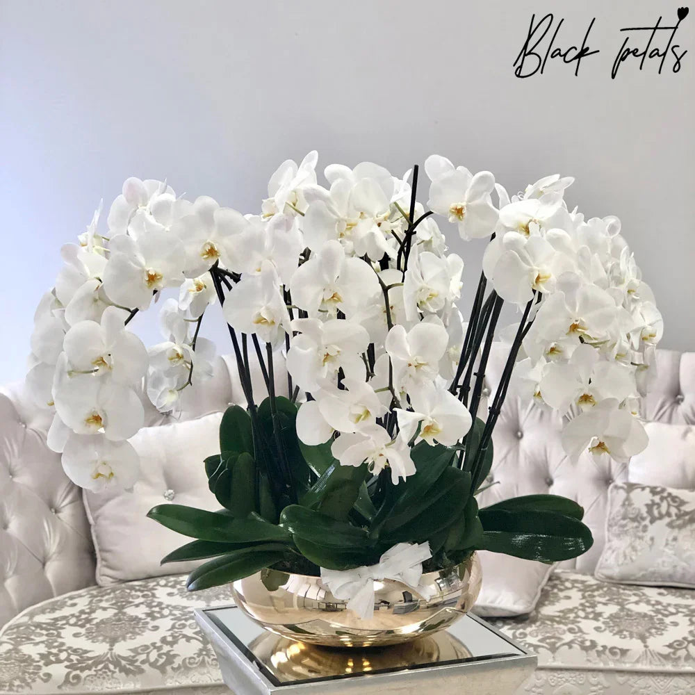 Avenue of Orchids - Black Petals