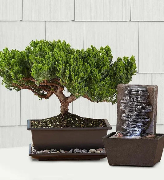 Best Juniper Bonsai - Black Petals - Black Petals