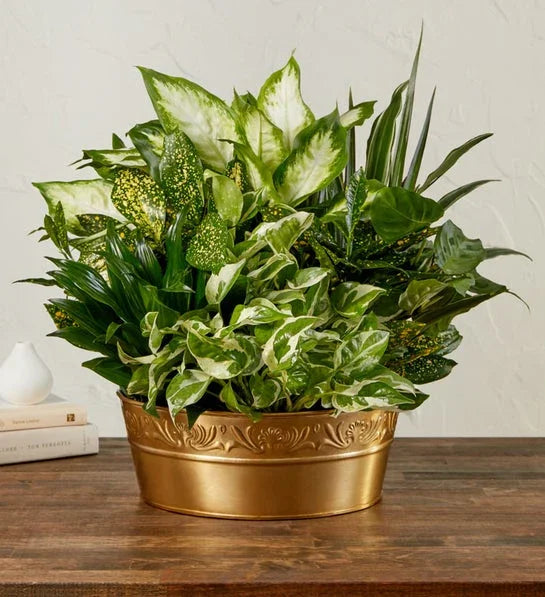 Peaceful Wishes Dish Garden - Black Petals