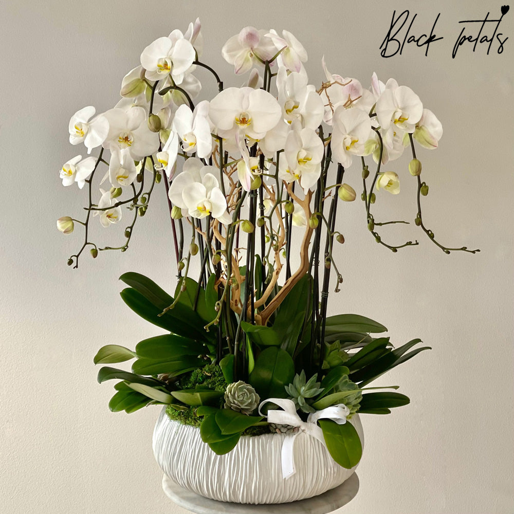 Dash Of 12 Stems Of Orchid Heaven