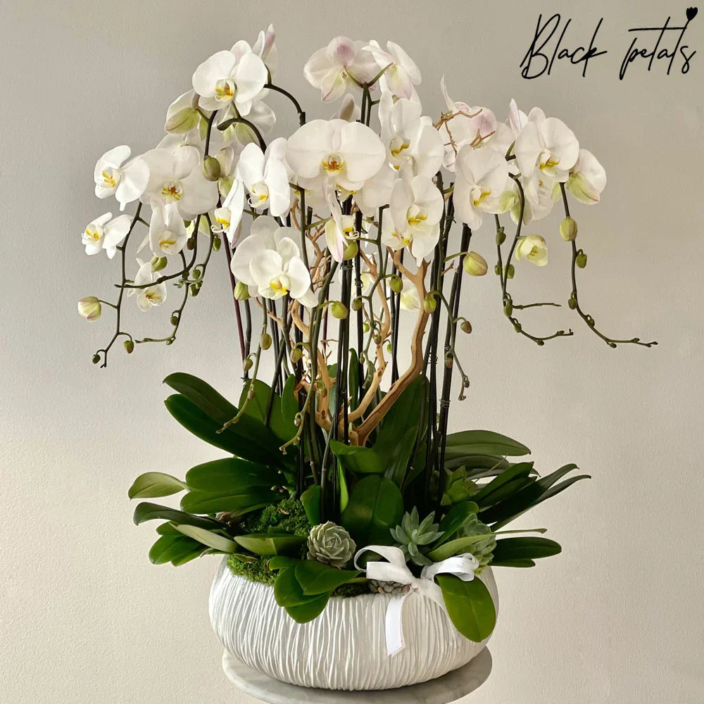 Dash Of 12 Stems Of Orchid Heaven - Black Petals