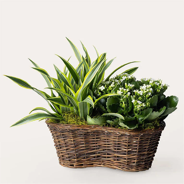 Blooming Garden - Black Petals