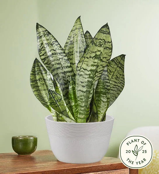 Snake Plant (Sansevieria) - Black Petals