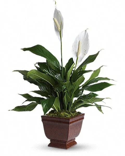 Lovely One Spathiphyllum Plant - Black Petals