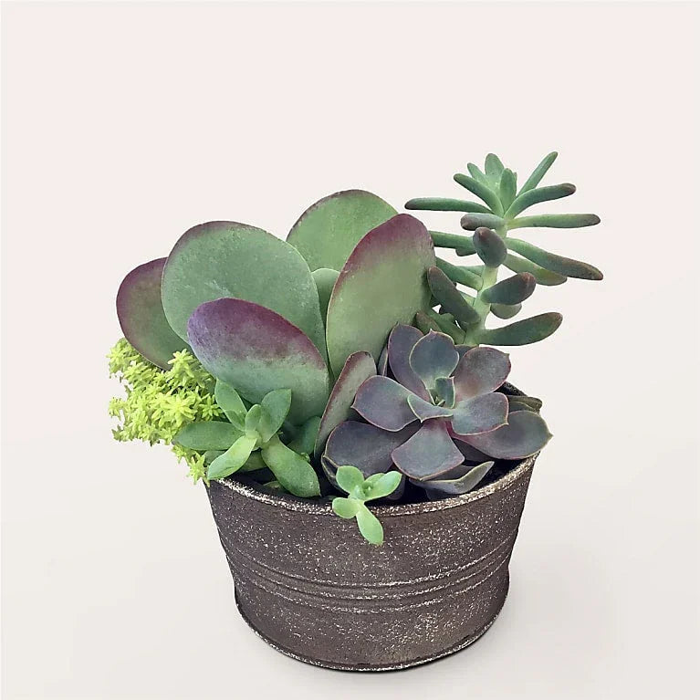 Lush Succulent Garden - Black Petals