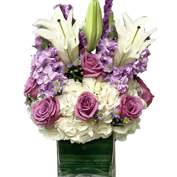 Lavender Fields - Black Petals