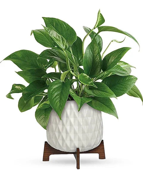Lush Leaves Pothos Plant - Black Petals