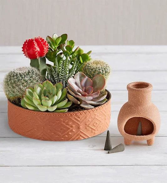 Cactus Dish Garden - Unique Father's Day Gift - NYC - Black Petals