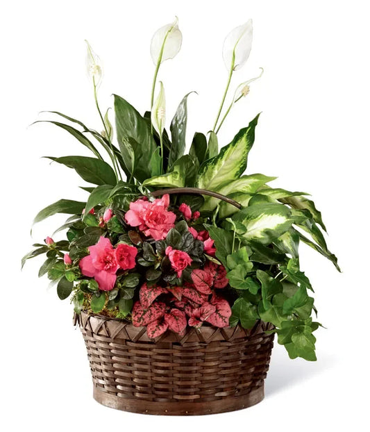 Pink Daydreams Dish Garden - Black Petals