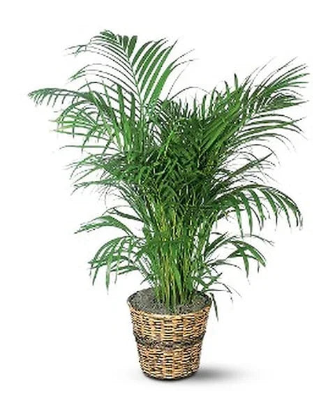 Majesty Palm (Ravenea rivularis) - Black Petals