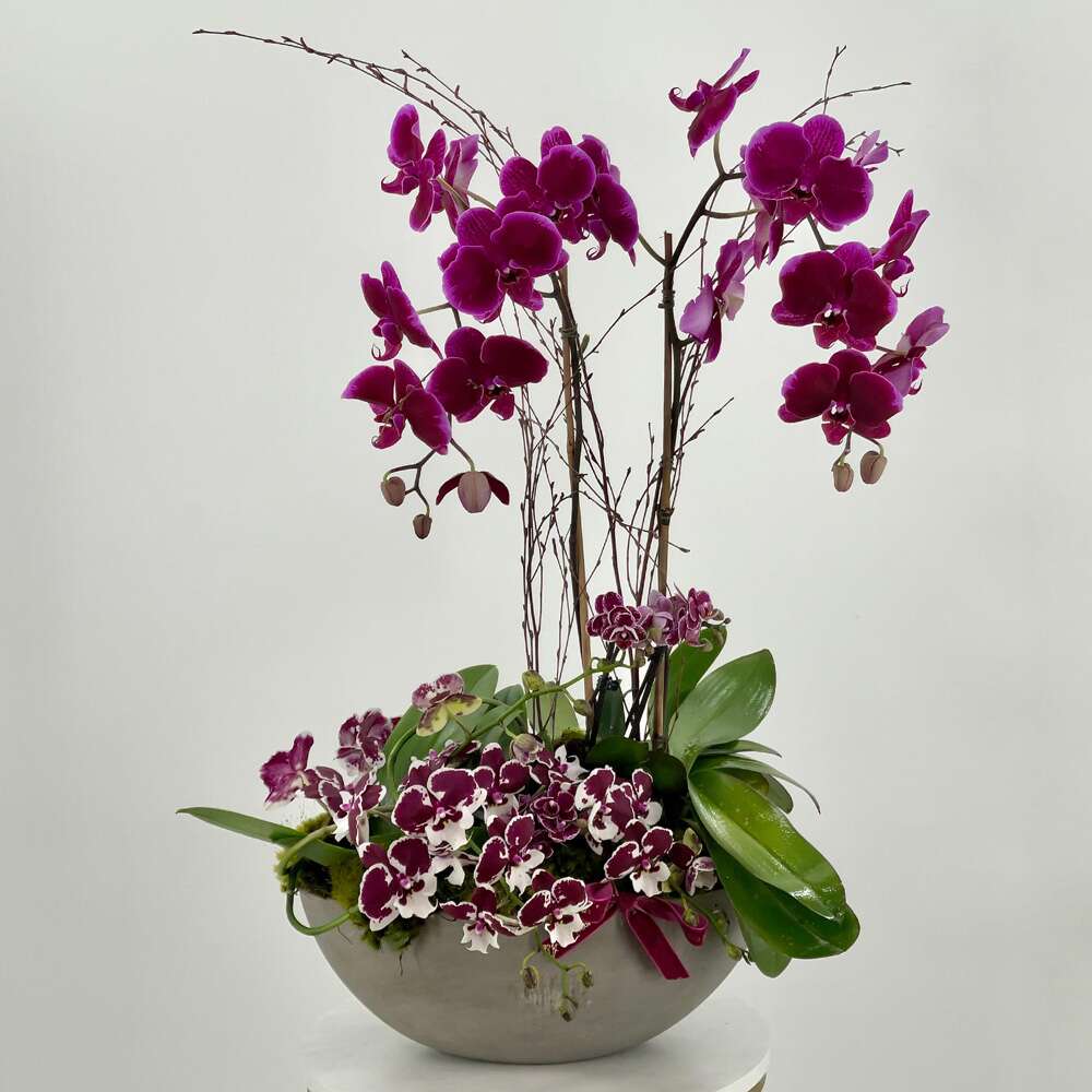 Amethyst Orchids
