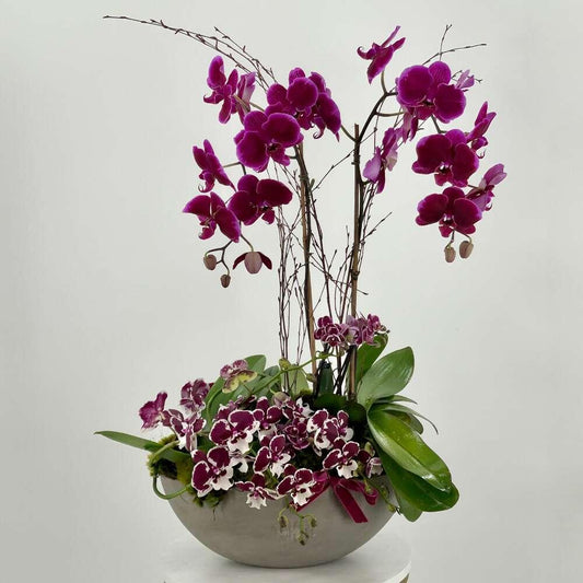 Amethyst Orchids - Black Petals