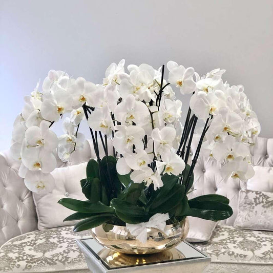 BP Avenue of Orchids - Black Petals