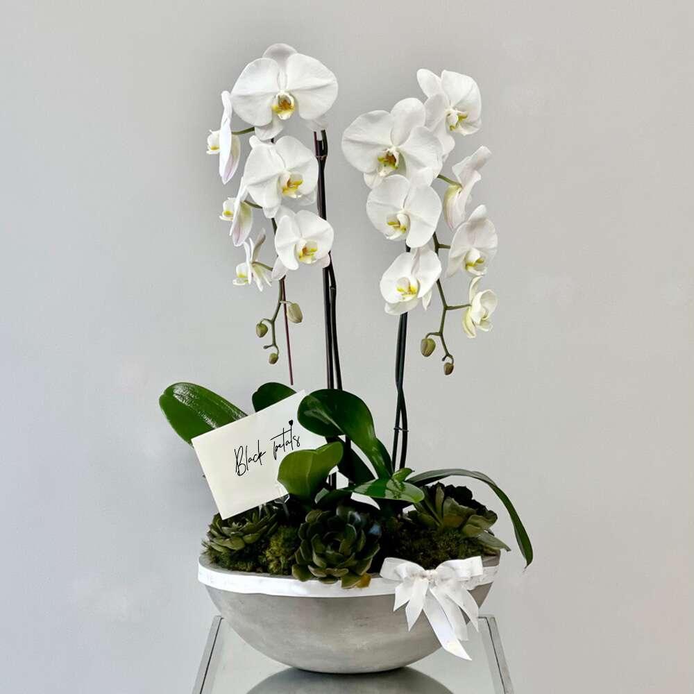 BP White Phalaenopsis Orchids - Black Petals