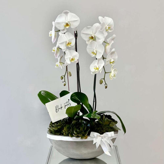 BP White Phalaenopsis Orchids - Black Petals