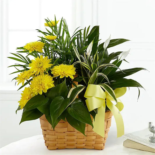 Loving Light Dishgarden - Black Petals
