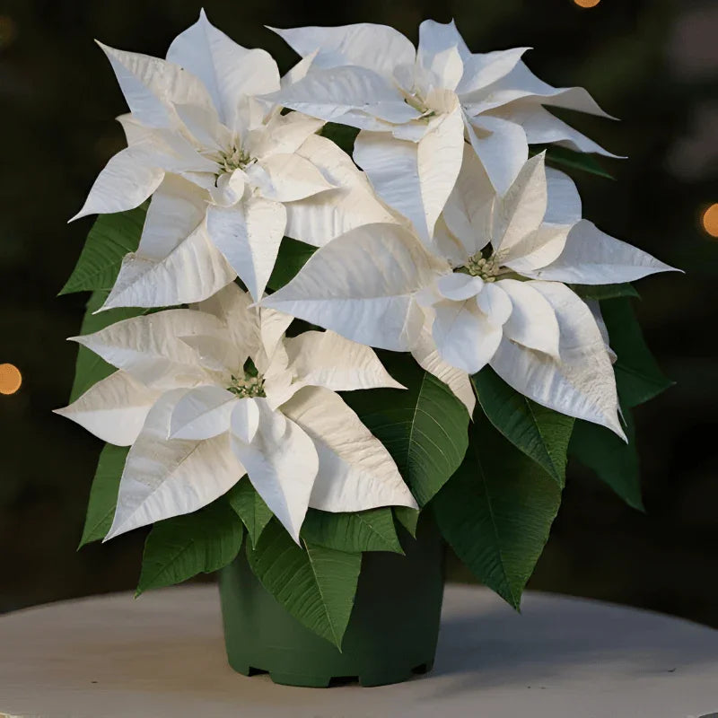 White poinsettia plant in green pot with dark green leaves on white surface