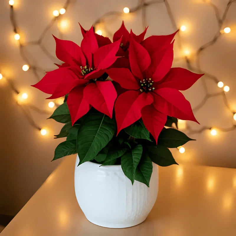 Red poinsettia plant with green leaves in white pot on table with blurred holiday string lights