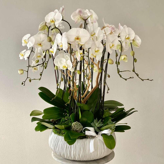 Dash of 12 Stems of Orchid Heaven - Black Petals
