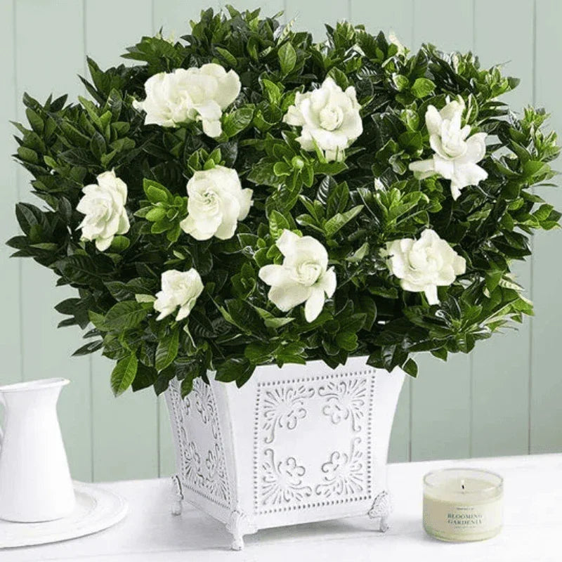 Exclusive Grand Gardenia - Black Petals