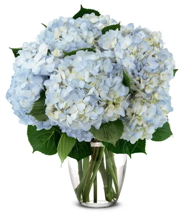 Blue Hydrangea Bouquet - Black Petals