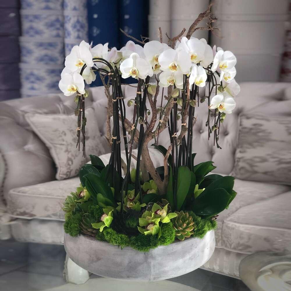 Grand Orchids - Black Petals