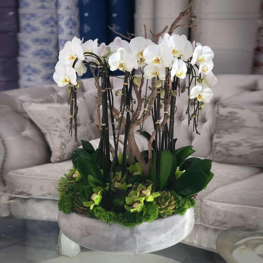 Grand Orchids - Black Petals
